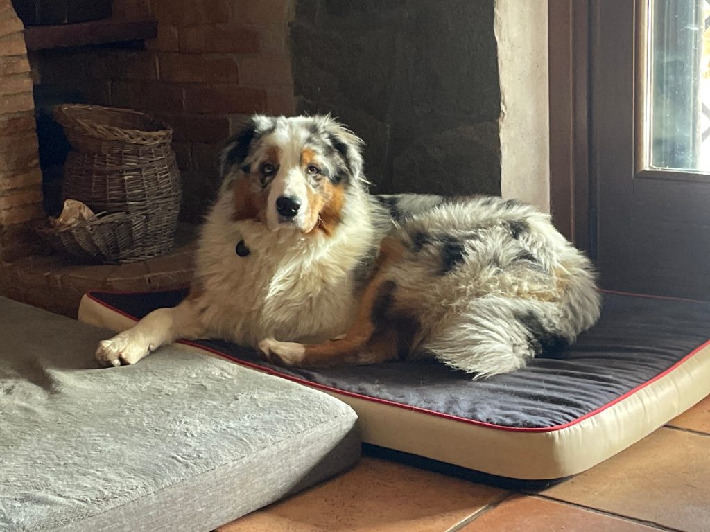 Annuncio cucciolata Pastore Australiano