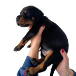 Cuccioli di dobermann Campania