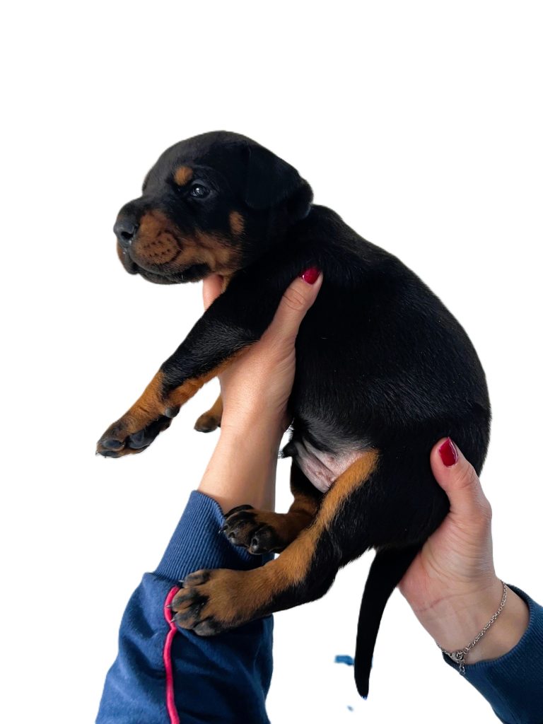 Cuccioli di dobermann Campania