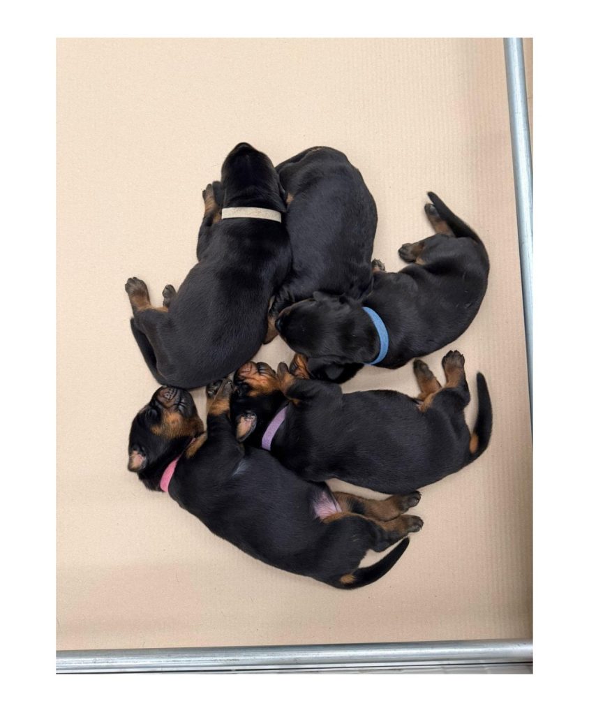 Cuccioli di dobermann Campania