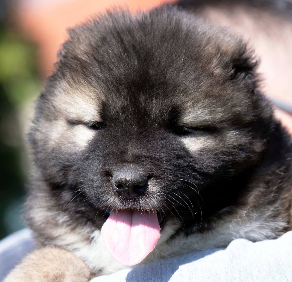 Cane da Pastore del Caucaso – cuccioli