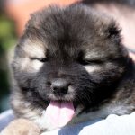 Cane da Pastore del Caucaso – cuccioli