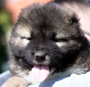 Cane da Pastore del Caucaso – cuccioli