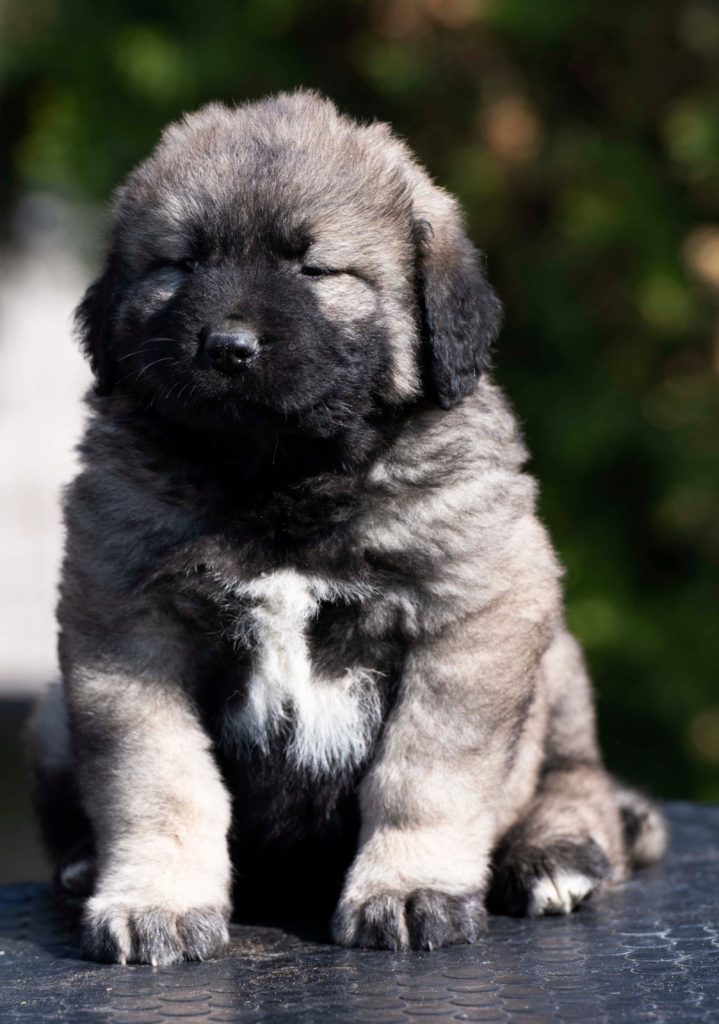 Cane da Pastore del Caucaso – cuccioli