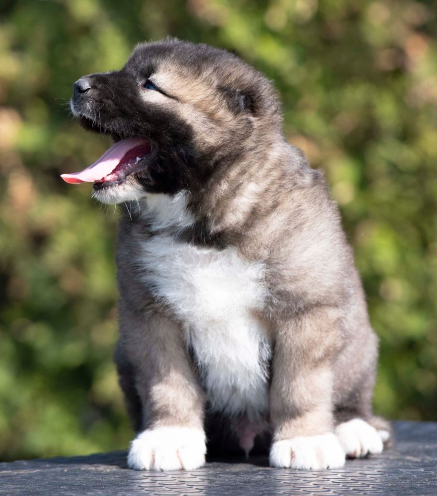 Cane da Pastore del Caucaso – cuccioli