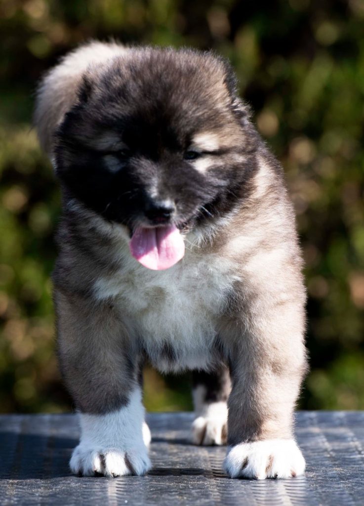 Cane da Pastore del Caucaso – cuccioli