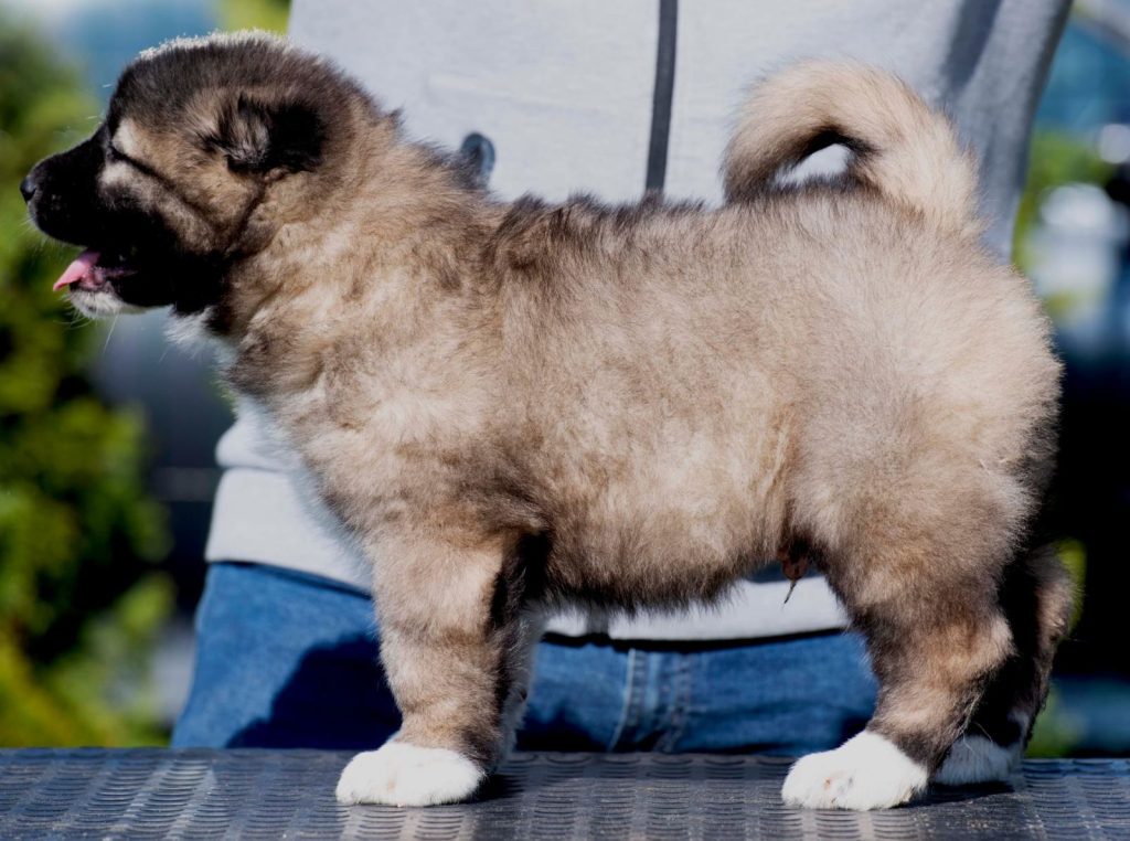 Cane da Pastore del Caucaso – cuccioli