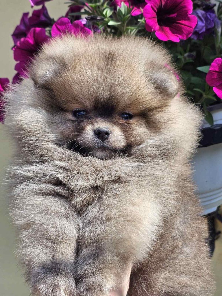 Spitz di Pomerania – tipo BOO orsacchiotto