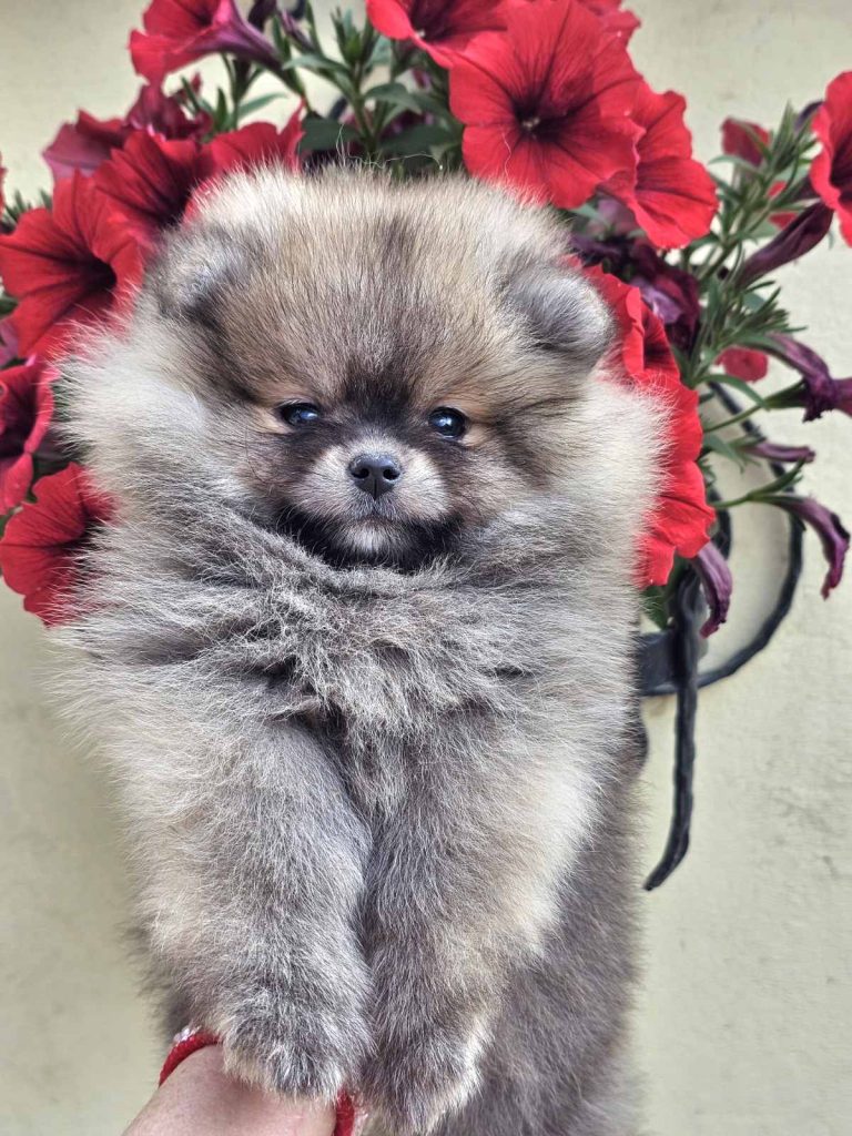 Spitz di Pomerania – tipo BOO orsacchiotto