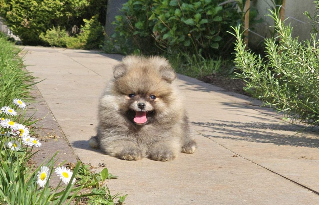 Spitz di Pomerania – tipo BOO orsacchiotto