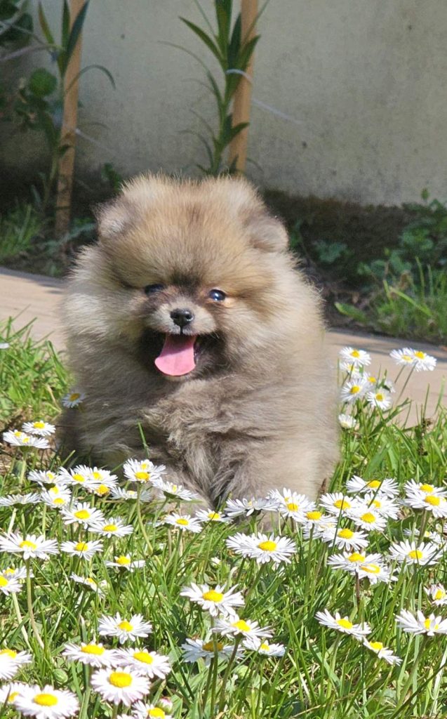 Spitz di Pomerania – tipo BOO orsacchiotto