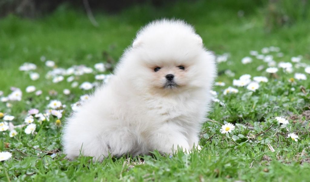 Spitz di Pomerania – tipo BOO orsacchiotto