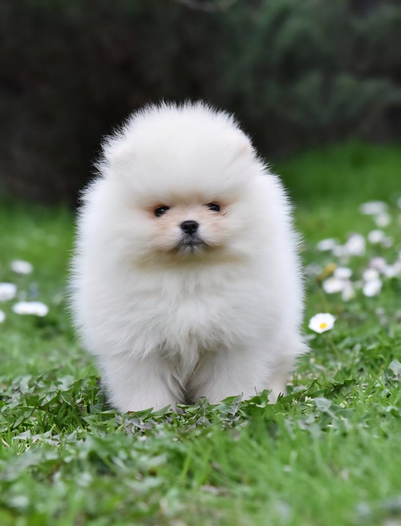 Spitz di Pomerania – tipo BOO orsacchiotto