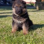 Pastore Tedesco bellissimi cuccioli