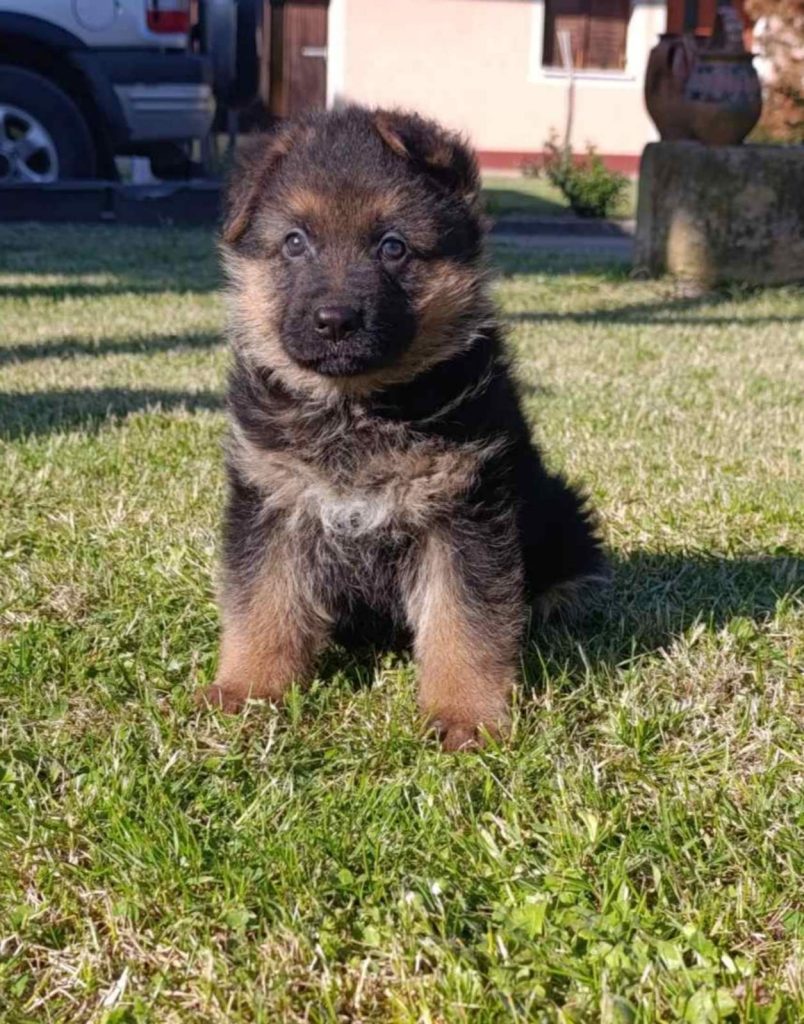 Pastore Tedesco bellissimi cuccioli