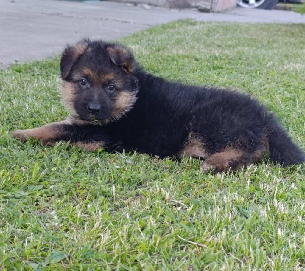 Pastore Tedesco bellissimi cuccioli