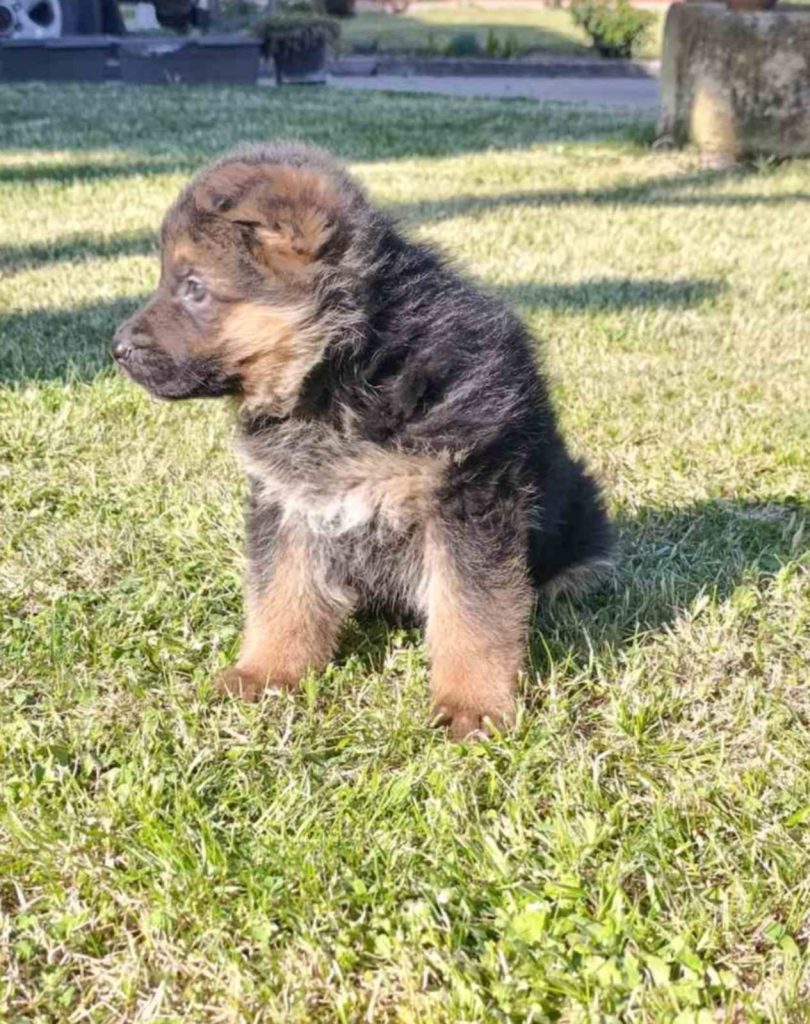 Pastore Tedesco bellissimi cuccioli