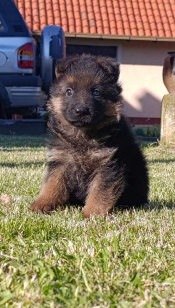 Pastore Tedesco bellissimi cuccioli
