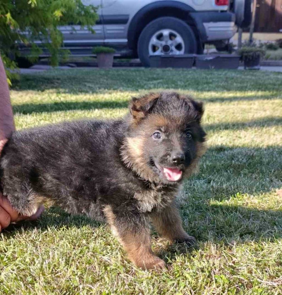 Pastore Tedesco bellissimi cuccioli