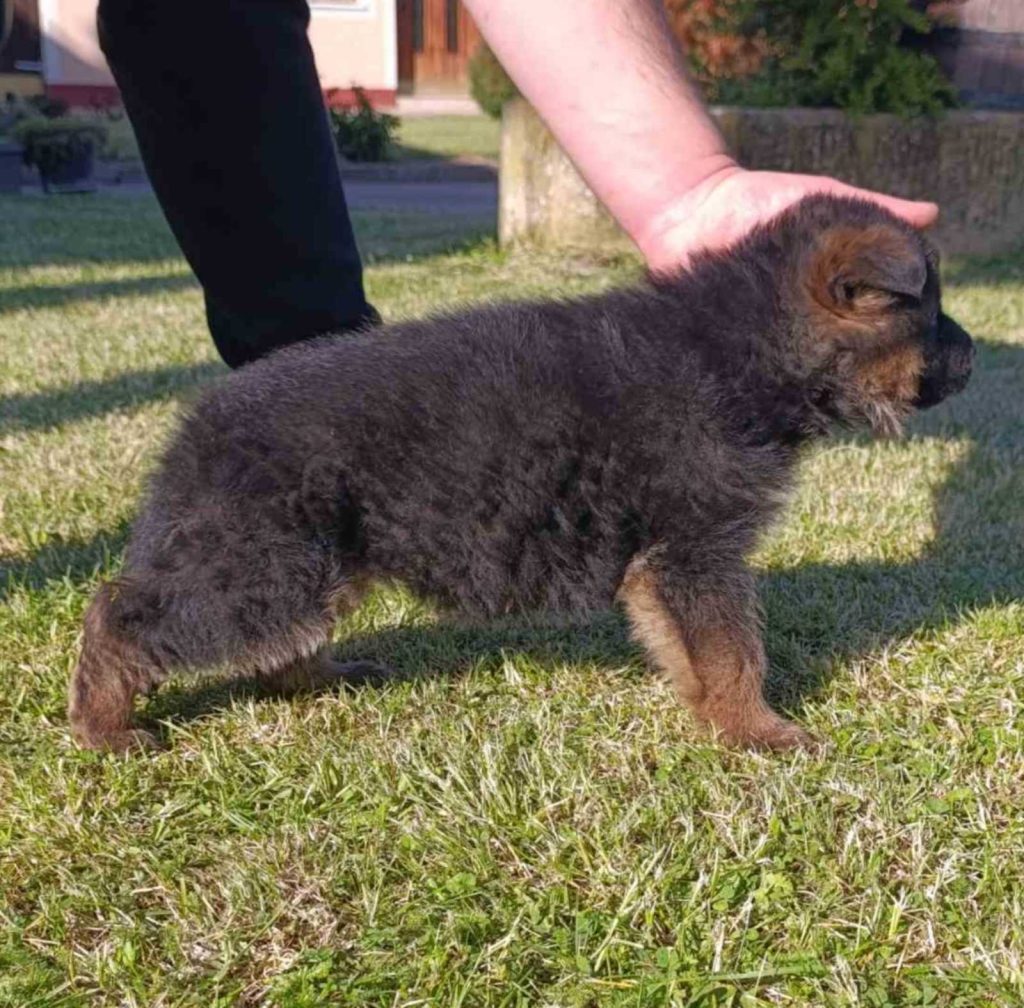 Pastore Tedesco bellissimi cuccioli