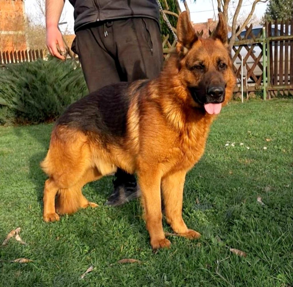 Pastore Tedesco bellissimi cuccioli