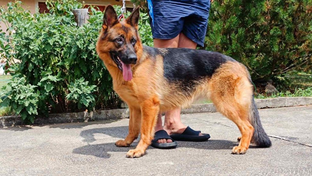 Pastore Tedesco bellissimi cuccioli