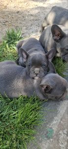 Bulldog francese cuccioli sky blue