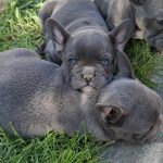 Bulldog francese cuccioli sky blue