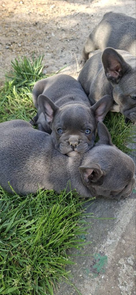 Bulldog francese cuccioli sky blue