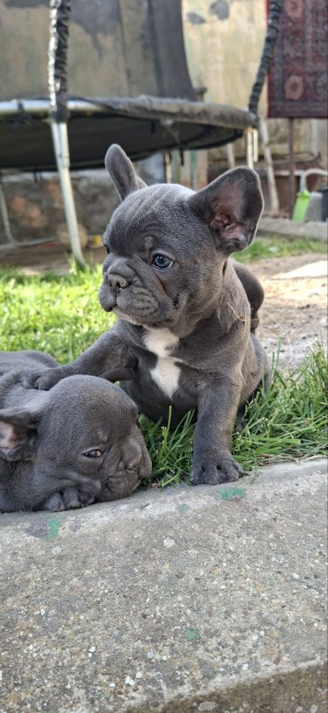 Bulldog francese cuccioli sky blue