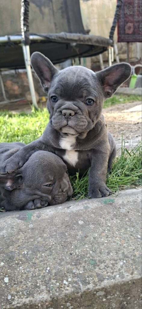 Bulldog francese cuccioli sky blue