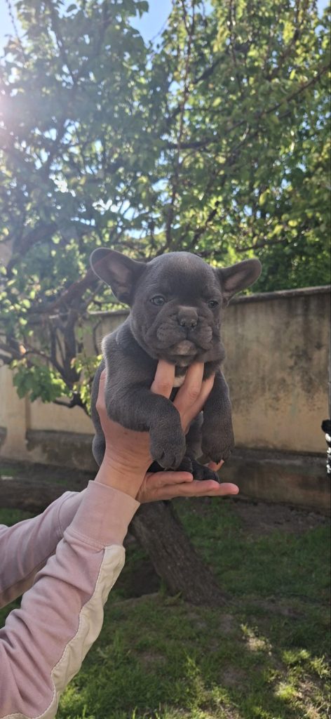 Bulldog francese cuccioli sky blue