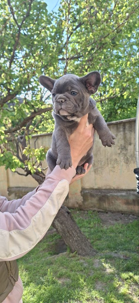 Bulldog francese cuccioli sky blue