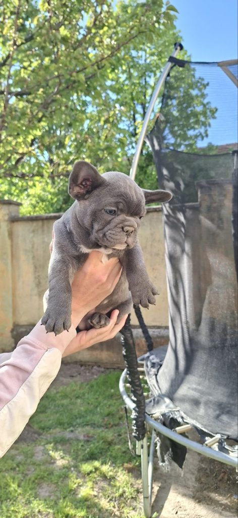 Bulldog francese cuccioli sky blue