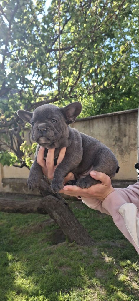 Bulldog francese cuccioli sky blue