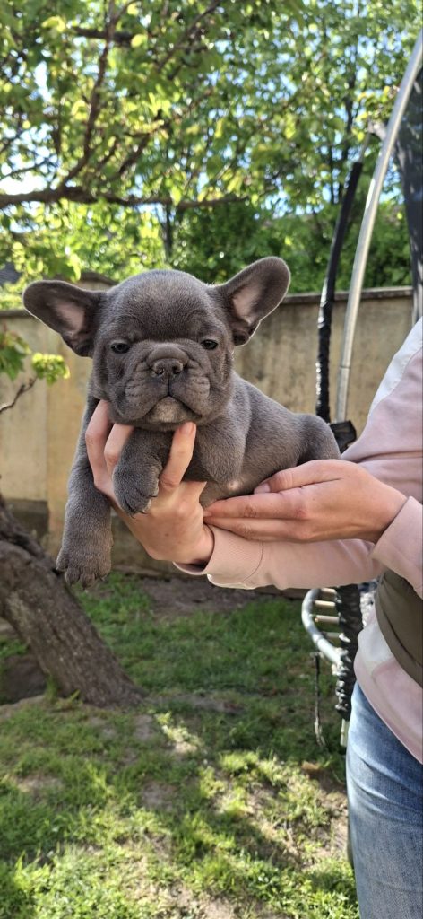 Bulldog francese cuccioli sky blue