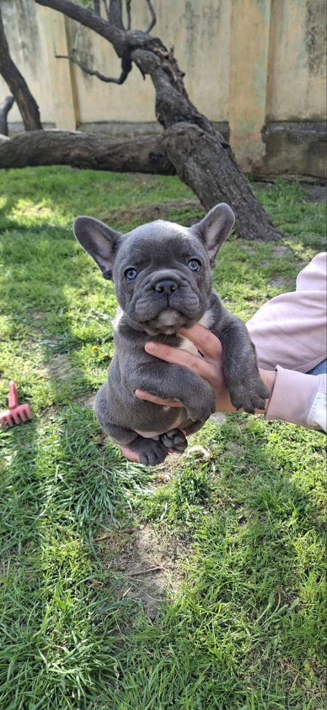 Bulldog francese cuccioli sky blue