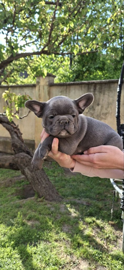 Bulldog francese cuccioli sky blue
