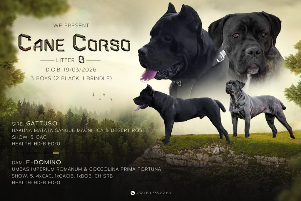 Cane Corso bellissimi cuccioli