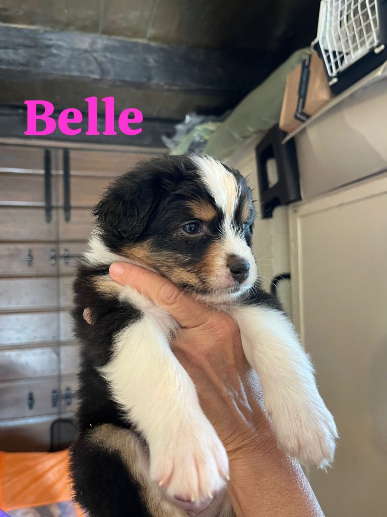 Cuccioli pastore australiano