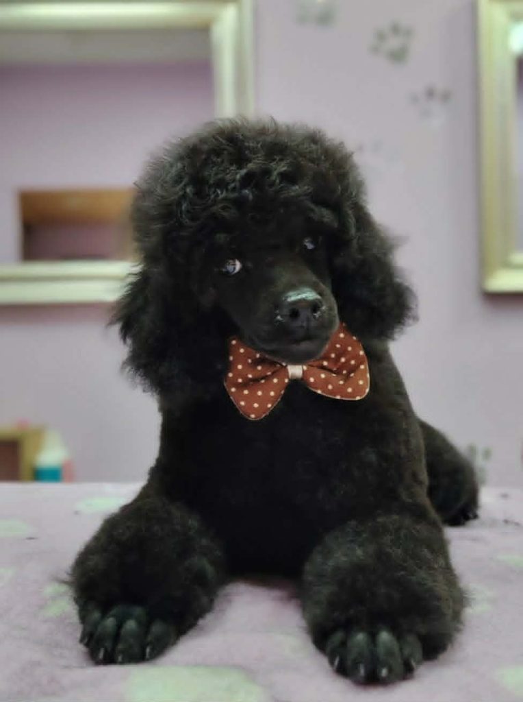 Barboncino Toy – Cuccioli in Vendita