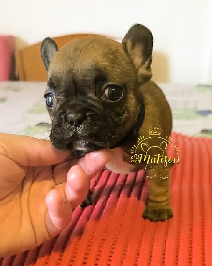 🐾 Il tuo nuovo migliore amico: Bulldog Francese con Pedigree ENCI 🐾