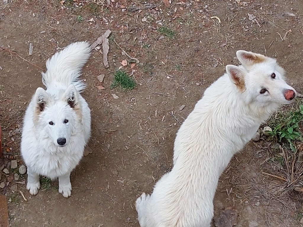 Cuccioli di pastore svizzero