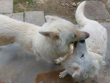 Cuccioli di pastore svizzero