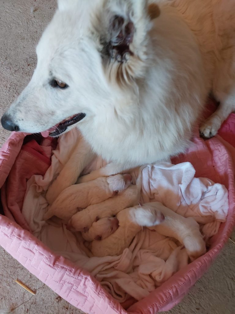Cuccioli di pastore svizzero