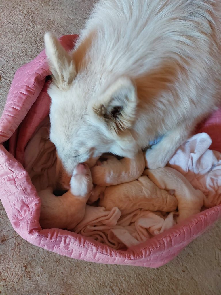 Cuccioli di pastore svizzero