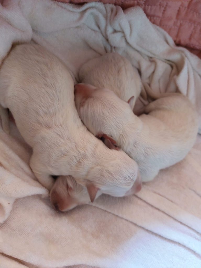 Cuccioli di pastore svizzero
