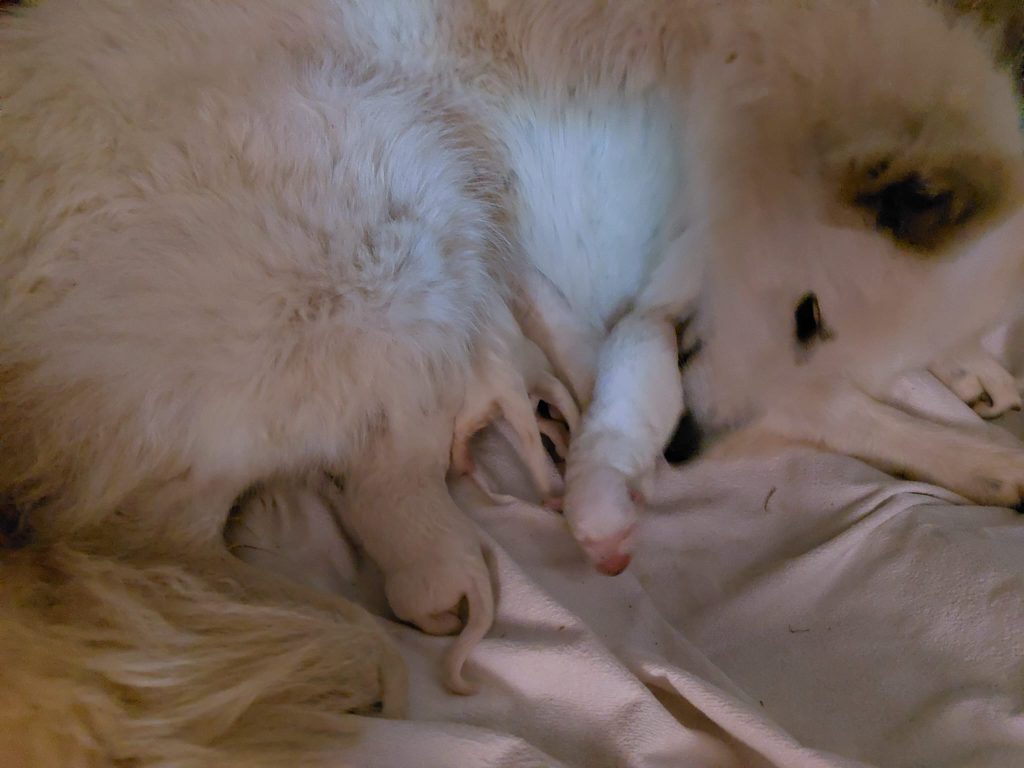 Cuccioli di pastore svizzero
