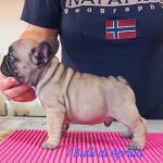 BOULEDOGUE FRANCESE