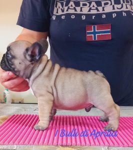 BOULEDOGUE FRANCESE
